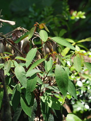 Triadica cochinchinensis, photograph author not stated, no rights reserved
