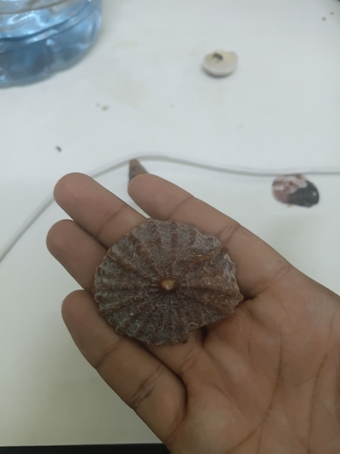 Crucibulum scutellatum observed 2026-09-19