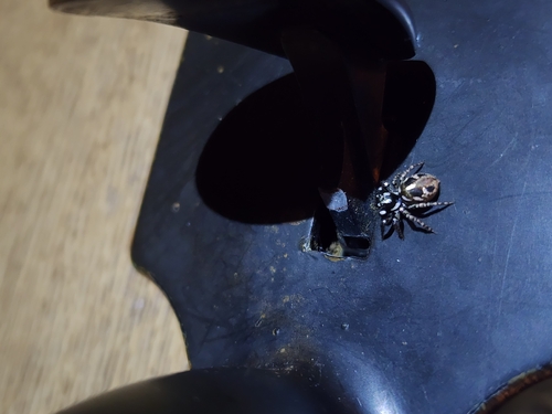 Twin-flagged Jumping Spider
