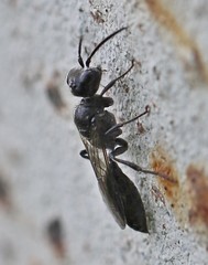 Pemphredonina