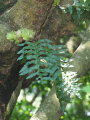 Drynaria roosii, photograph author not stated, no rights reserved