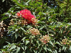 Corymbia ficifolia