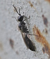 Pemphredonina