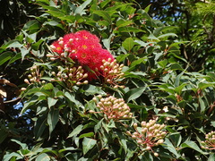 Corymbia ficifolia