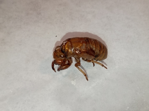 Northern Dog-day Cicada