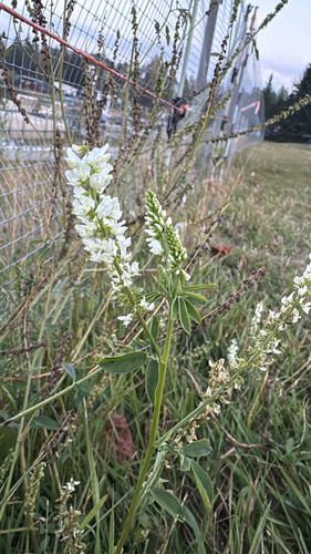 White Sweetclover