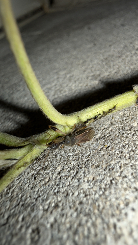Long-necked Seed Bug