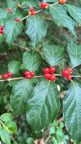 Amur honeysuckle