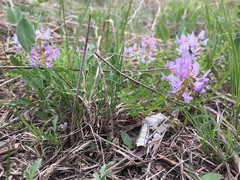 Astragalus distortus