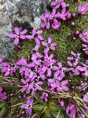 Silene acaulis, photograph (c) Matt Berger, some rights reserved (CC BY)