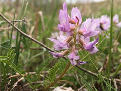 Astragalus distortus