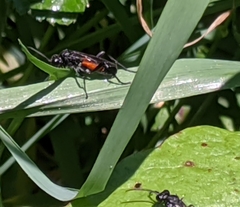 Macrophya annulata
