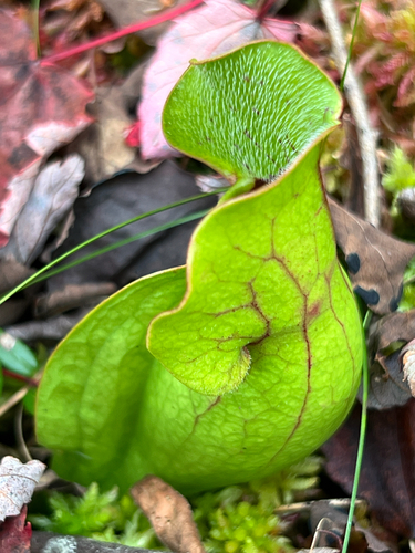purple pitcher plant
