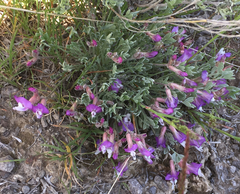 Astragalus calycosus
