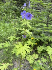 Geranium erianthum, photograph (c) Matt Berger, some rights reserved (CC BY)