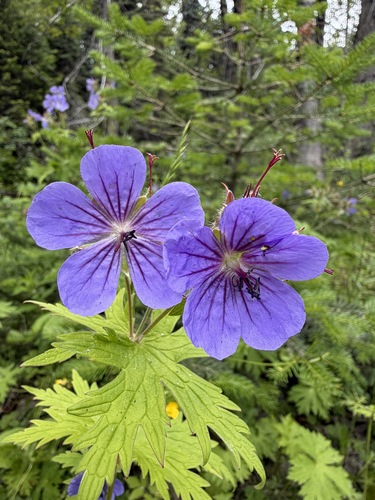Geranium erianthum, photograph 3