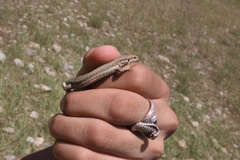 Darevskia defilippii