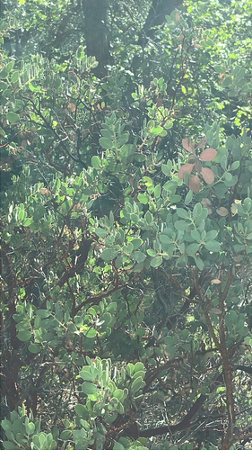 iNaturalist observation photo of Big Berry Manzanita