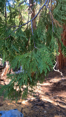iNaturalist observation photo of California incense-cedar