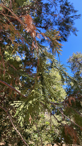 iNaturalist observation photo of California incense-cedar