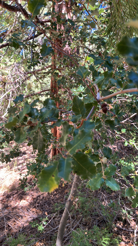iNaturalist observation photo of California scrub oak