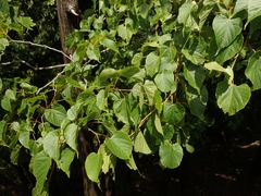 Tilia japonica