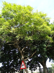 Jacaranda mimosifolia