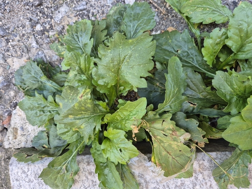 annual fleabane