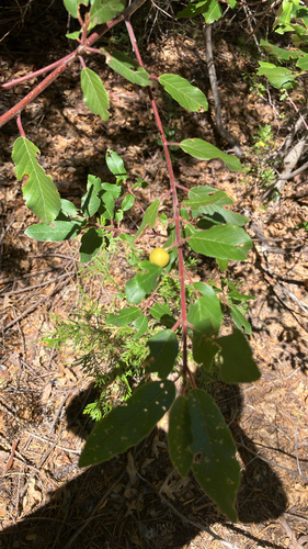 iNaturalist observation photo of coffeeberry