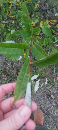 Prairie Willow