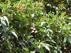 Corymbia ficifolia