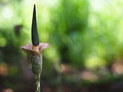 Amorphophallus kiusianus, photograph author not stated, no rights reserved