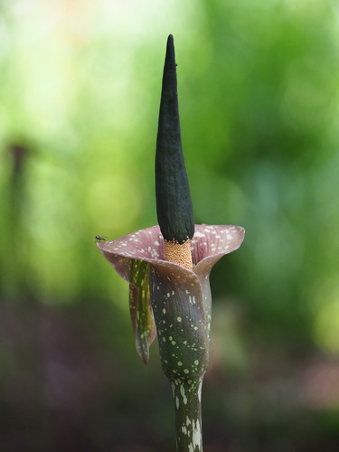 Amorphophallus kiusianus, photograph 2