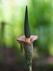 Amorphophallus kiusianus, photograph author not stated, no rights reserved