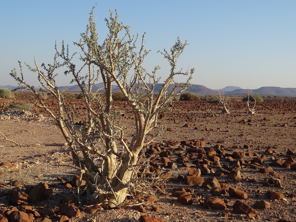 Herero Sesamebush