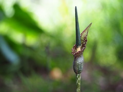 Amorphophallus kiusianus, photograph author not stated, no rights reserved