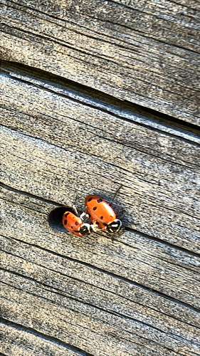 iNaturalist observation photo of Convergent Lady Beetle