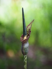 Amorphophallus kiusianus, photograph author not stated, no rights reserved