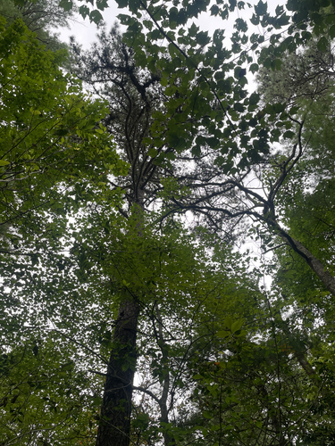 pitch pine