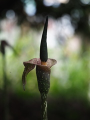 Amorphophallus kiusianus, photograph author not stated, no rights reserved