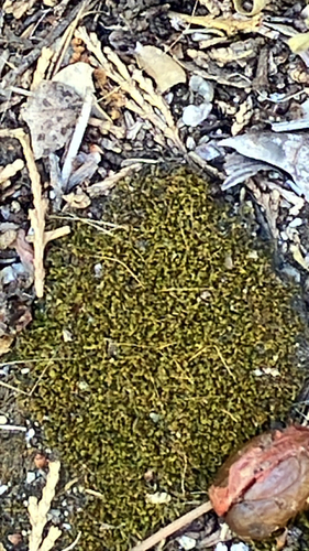 iNaturalist observation photo of Joint-toothed Mosses