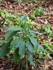 Clerodendrum cyrtophyllum, photograph author not stated, no rights reserved
