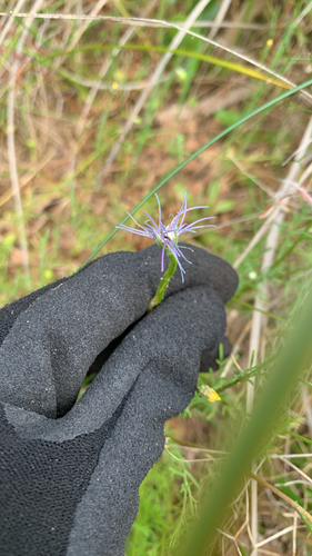 Sowerbaea laxiflora, photograph 6