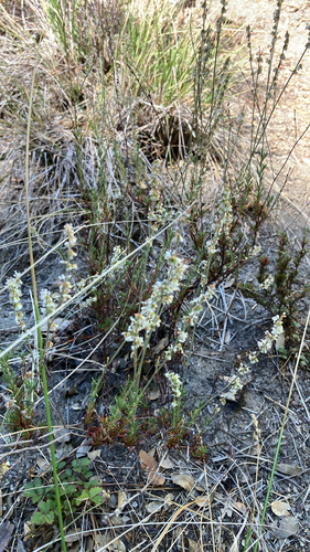 iNaturalist observation photo of Wright's buckwheat