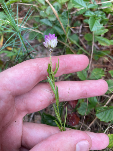 field milkwort