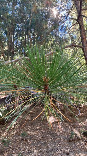 iNaturalist observation photo of pines