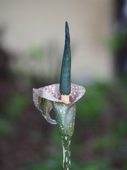 Amorphophallus kiusianus