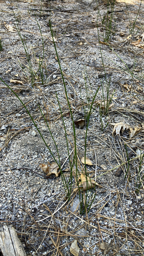 iNaturalist observation photo of rough horsetail