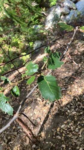 iNaturalist observation photo of canyon live oak