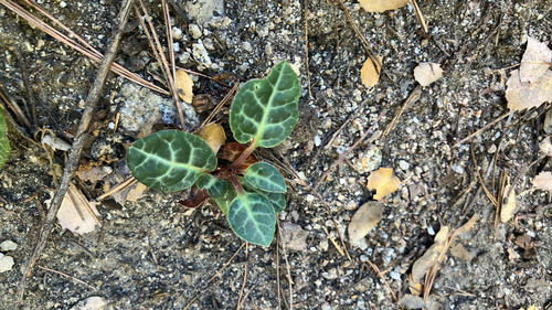 iNaturalist observation photo of white-veined wintergreen
